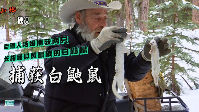 山地硬汉:老汤姆捕获两只长相酷似黄鼠狼的白色鼬鼠