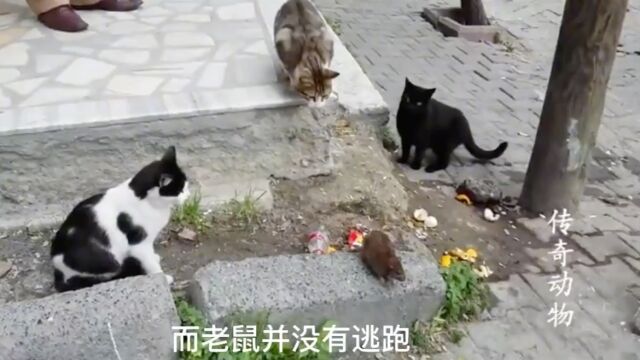 三只猫对一只老鼠不知所措,简直是猫界的耻辱