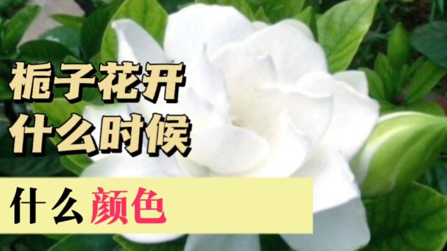 栀子花开什么色?