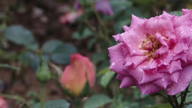 班得瑞纯音乐《雨后》雨后的新鲜空气