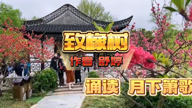 诗朗诵《致橡树》舒婷 诵读 月下箫歌