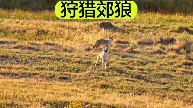 郊狼被 猎人 的狗叫声 吸引住了#动物解说