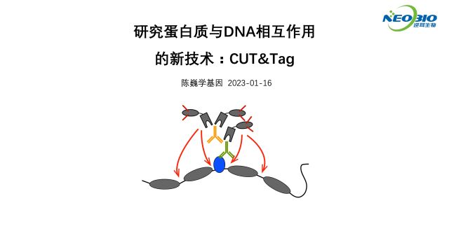 【陈巍学基因】研究蛋白质与DNA相互作用的新技术:CUT&Tag