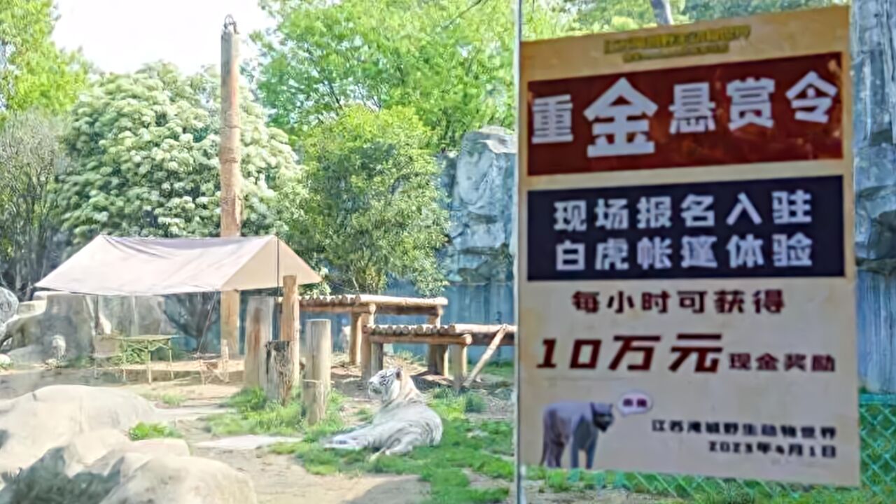 与虎同住每小时可获得10万?江苏一动物园炒作人虎同住被罚25万