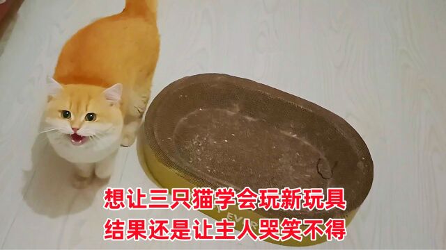 为让三只猫学会玩新玩具,主人想尽办法,结果却让人哭笑不得