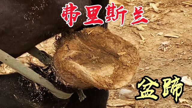 弗里斯兰马因外表皮毛黑色闪光,又被称为“黑珍珠”蹄子都比盆大