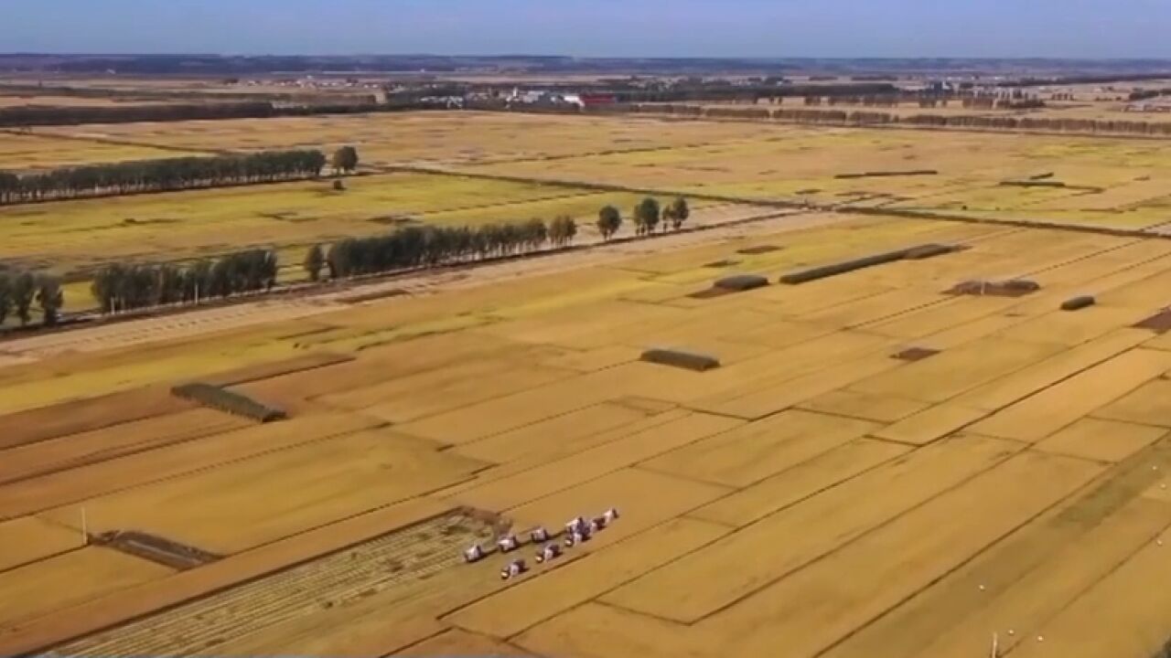 在希望的田野上,全国秋粮丰收在望,全年粮食生产形势良好