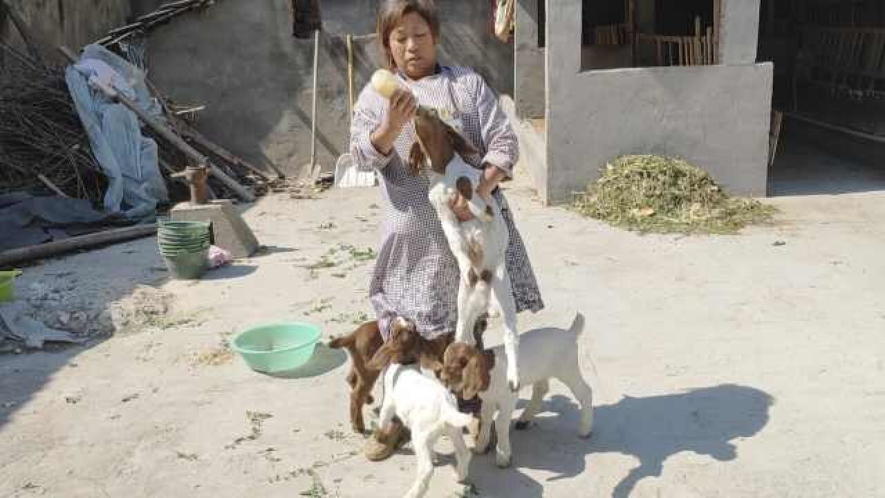 丈夫病瘫5年,女汉子学养羊撑起家