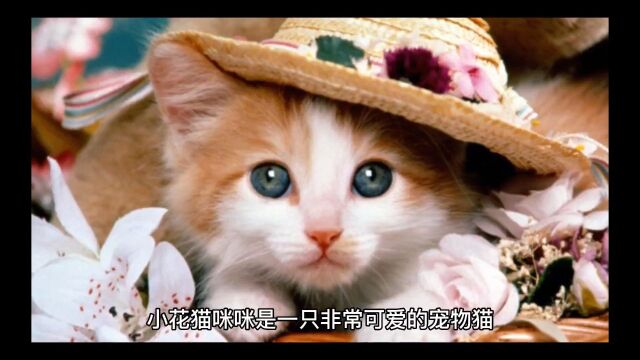 挑食的小花猫