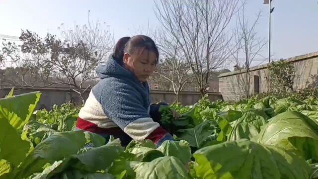 生活就是把日子过成自己喜欢的样子,一半烟火,一半诗意