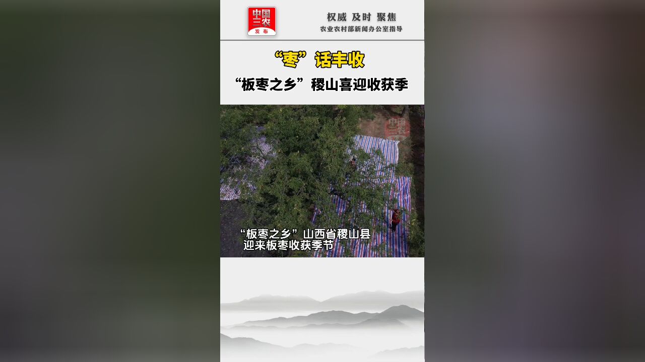 “枣”话丰收 “板枣之乡”稷山喜迎收获季