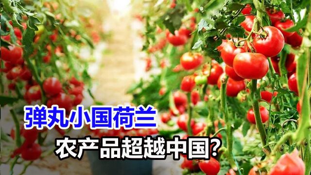 荷兰面积仅重庆一半,为什么荷兰农产品出口额,竟是我国的两倍?