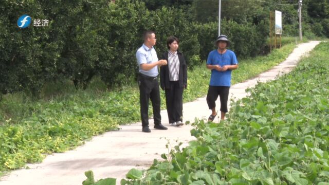 《福建新视野》以绿肥养地助力生态果园发展福建农科沃土生物科技