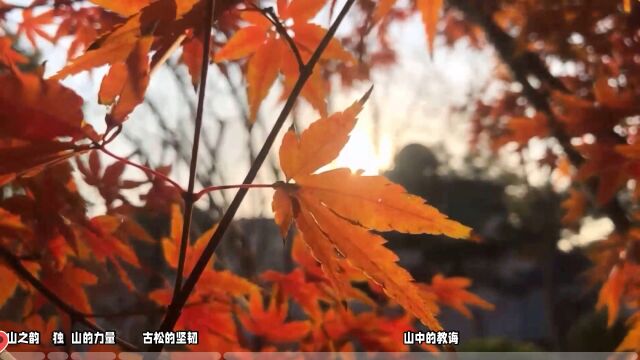 山之韵,教会我坚韧与沉稳