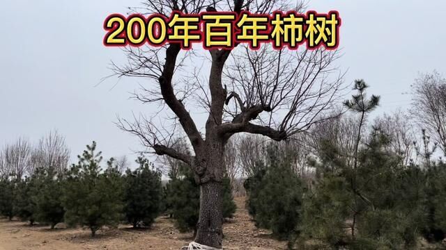 山东一棵200多年“百年柿树”,99%的山东人都不知道,见者好运~