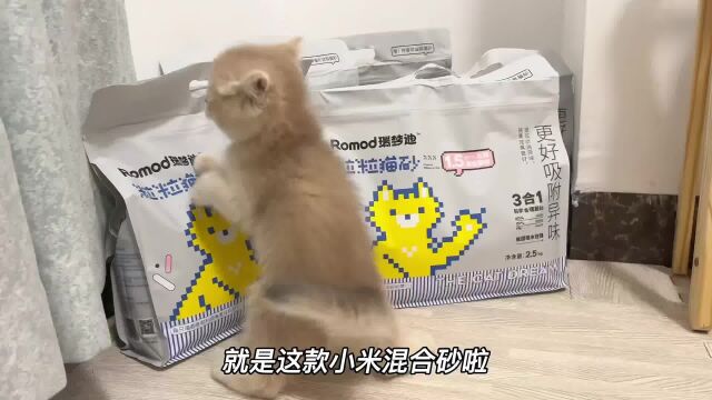 什么是好猫砂?#猫砂 #养猫人 #养猫经验分享 #萌宠好物