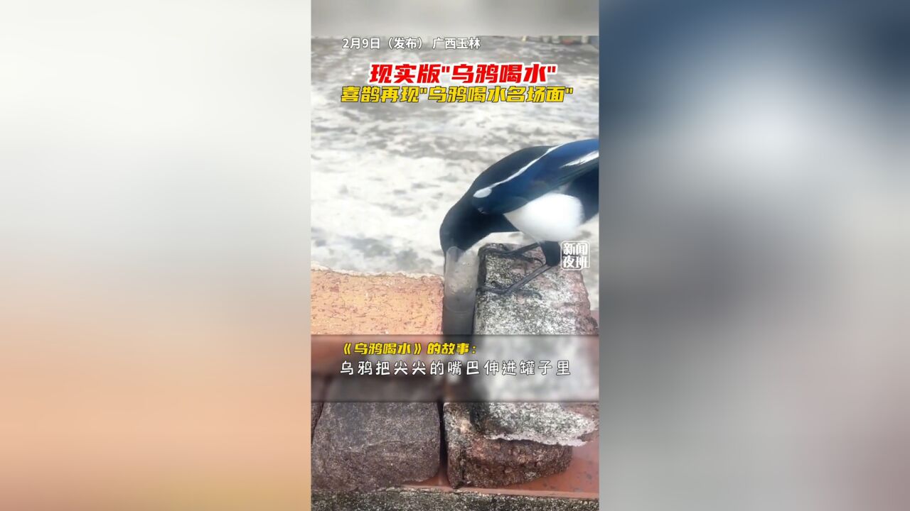 现实版“乌鸦喝水”!喜鹊再现小学课本里的“乌鸦喝水名场面”