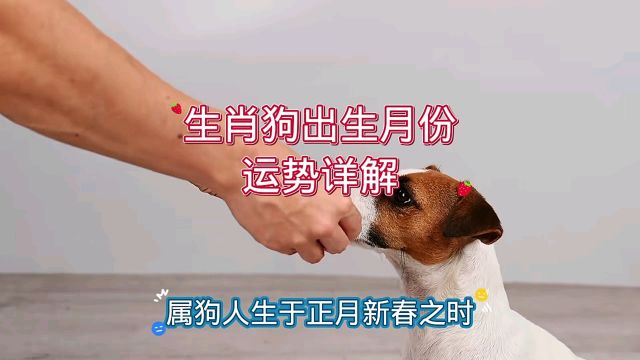 生肖狗出生月份运势详解