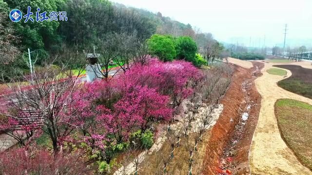 安徽省芜湖市,芜湖梅花绽放时