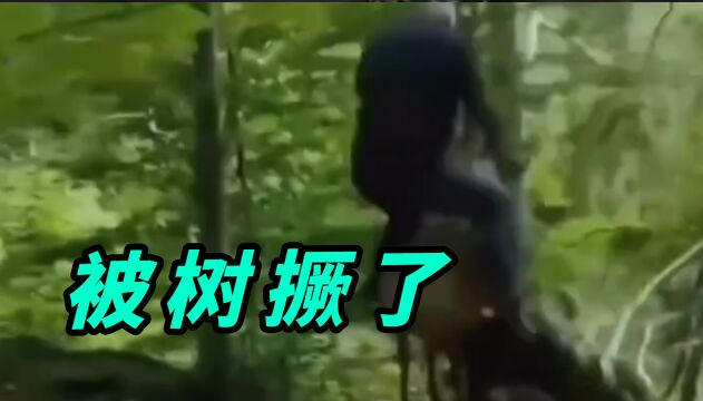 大树:这把高端局!