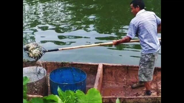 潜江虾苗开始大量上市了,今天突破1千斤,而且价格还在持续跌价