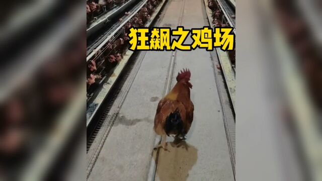 狂飙之养鸡场