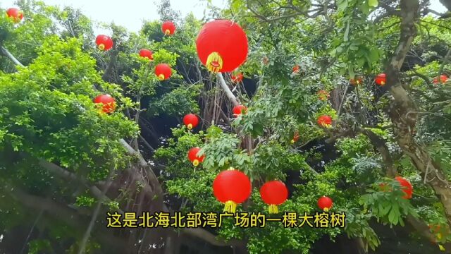 北海北部湾广场,140年大榕树