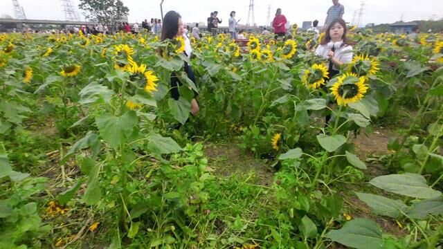 这次拍照听到 有人说索尼是“无中生有” 反正我是没听懂#向日葵花海 #摄影 #油菜花 #索尼 #摄影器材