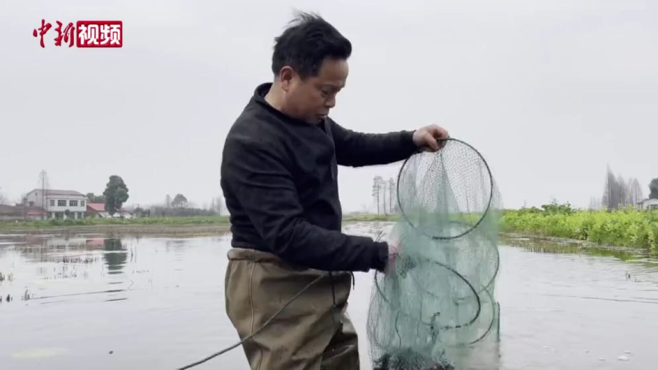 错峰套种增效能洞庭湖稻虾抢“鲜”上市