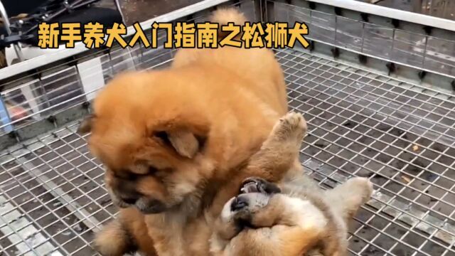 新手养犬入门指南之松狮犬