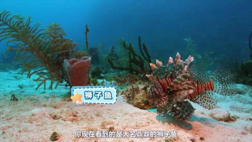 超级镜头：海面之下—— 残酷的海洋食物链