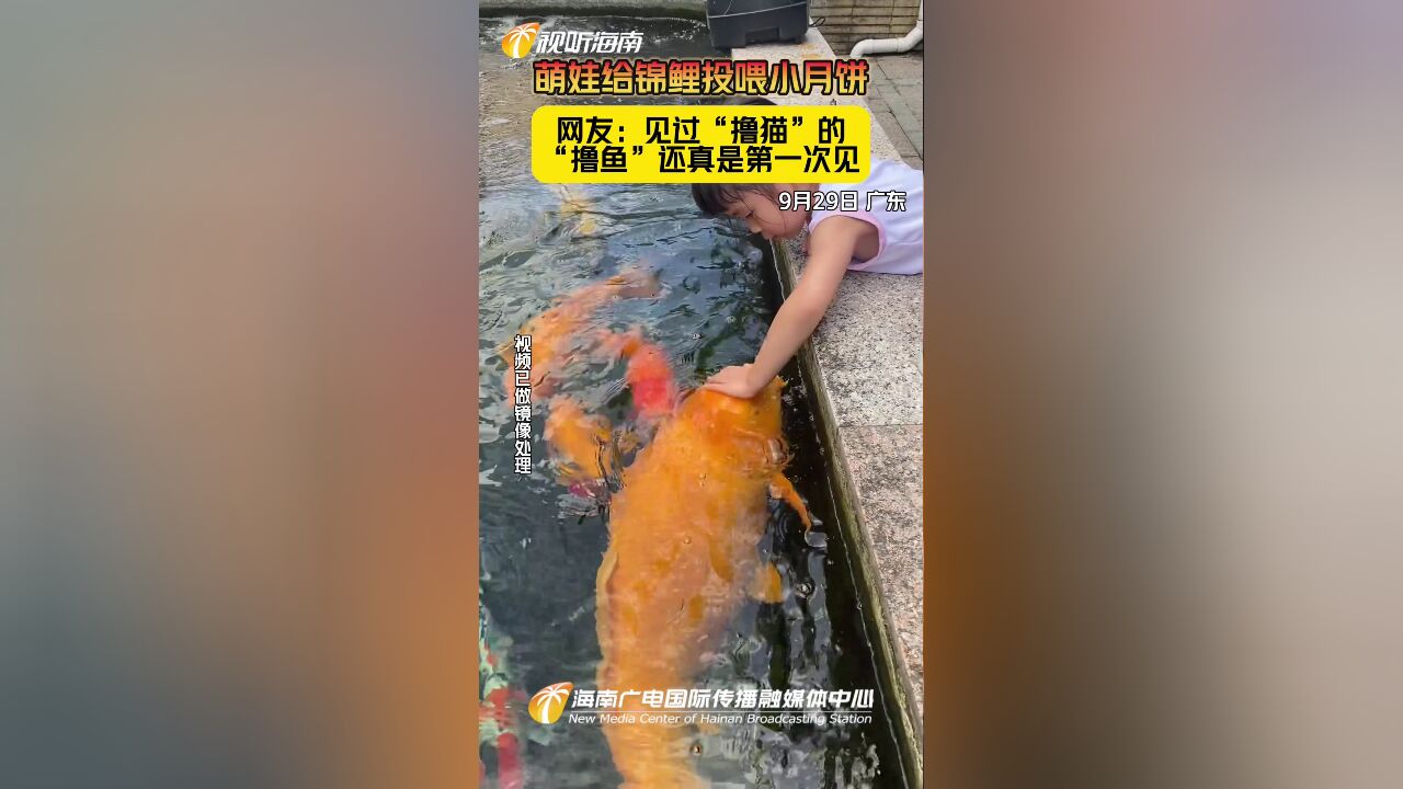 萌娃给锦鲤投喂小月饼 网友:见过“撸猫”的 “撸鱼”还真是第一次见