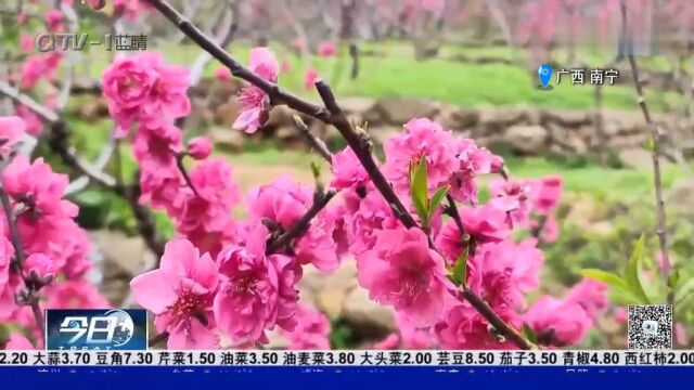 广西南宁:青秀山春正好,共赴百花盛宴