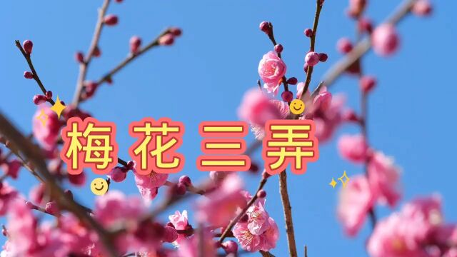 电视连续剧《梅花三弄》主题曲《梅花三弄》