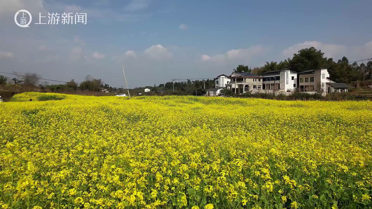 大地菜花黄 春天气息浓