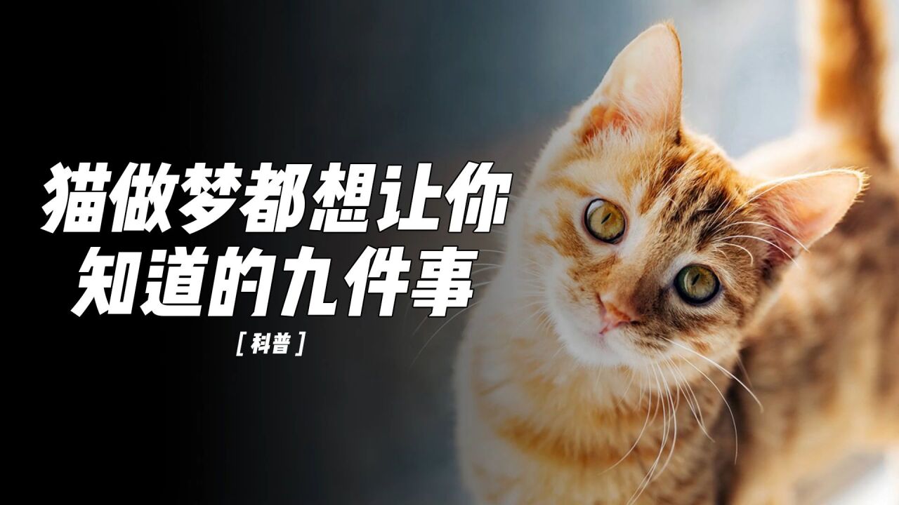 猫做梦都想让你知道的九件事