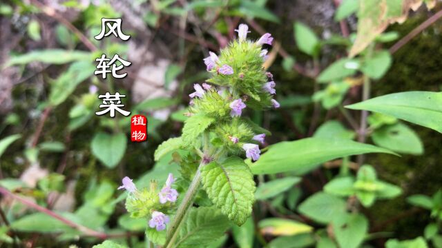 “风轮菜”别名九层塔、野薄荷,有这么高的价值你知道吗?了解下