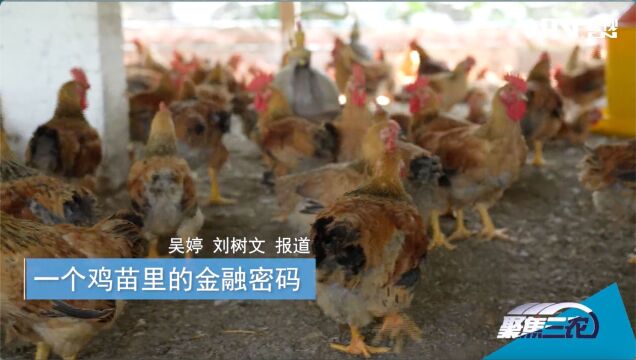 [聚焦三农]一个鸡苗里的金融密码