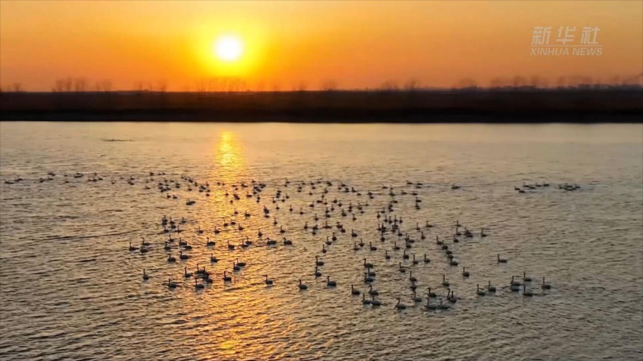 河北曹妃甸:春到湿地天鹅舞翩跹