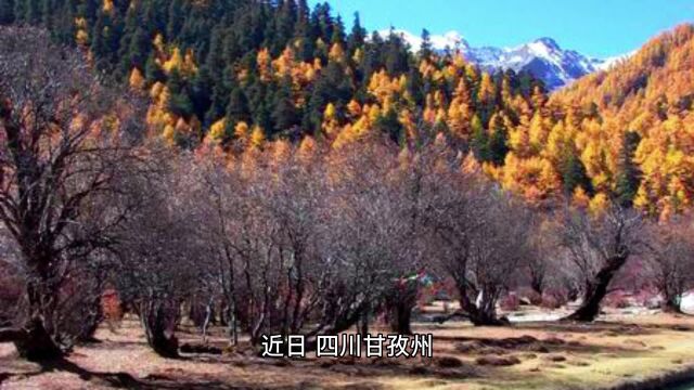 网红局长:谁砸甘孜旅游我砸他饭碗