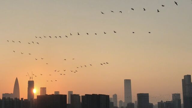 深圳湾日出与北飞的大雁构成一条美丽风景线