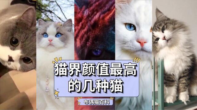 猫界“颜值”最高的几种猫,养一只不后悔!