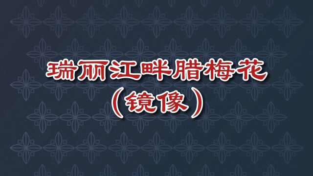 瑞丽江畔腊梅花(镜像)