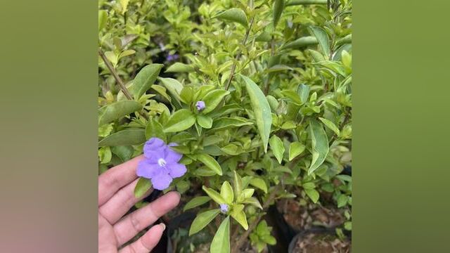 双色茉莉盆栽花#双色茉莉盆栽花 #茉莉花