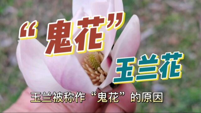 玉兰花为什么被称为鬼花?