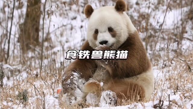 你以为的熊猫是这样的?古代人把熊猫叫做白罴,不仅漫山遍野都是,而且还吃肉 #山海经异兽录