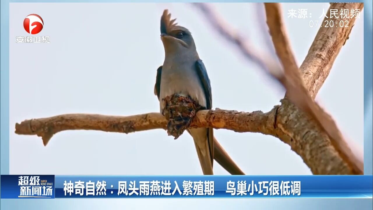 神奇自然!凤头雨燕进入繁殖期,鸟巢小巧很低调