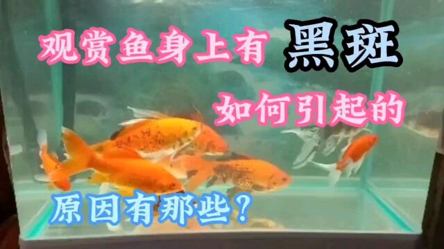 观赏鱼身上有黑斑是怎么回事?观赏鱼变黑的原因有哪些?