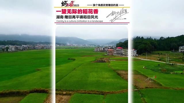 隆回高平一望无际的稻田,大江村的樟树一道亮丽的风景…… #我的家乡 #家乡的变化 #乡村风景 #蚂蚁隆回 #蚂蚁航拍