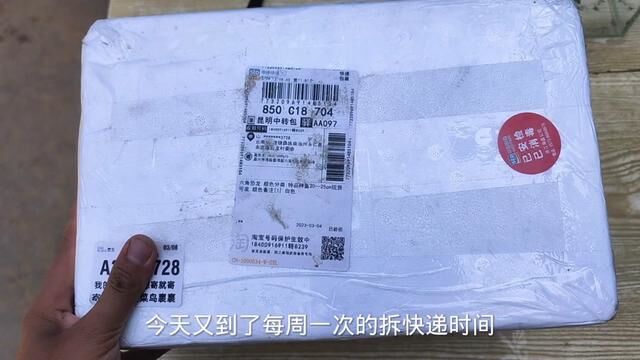 肚子都这么大了,可能用不了几天就会产卵#养宠物的快乐就这么简单 #养鱼日记